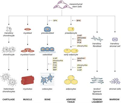 The Effects of Endocrine Disruptors on Adipogenesis and Osteogenesis in Mesenchymal Stem Cells: A Review